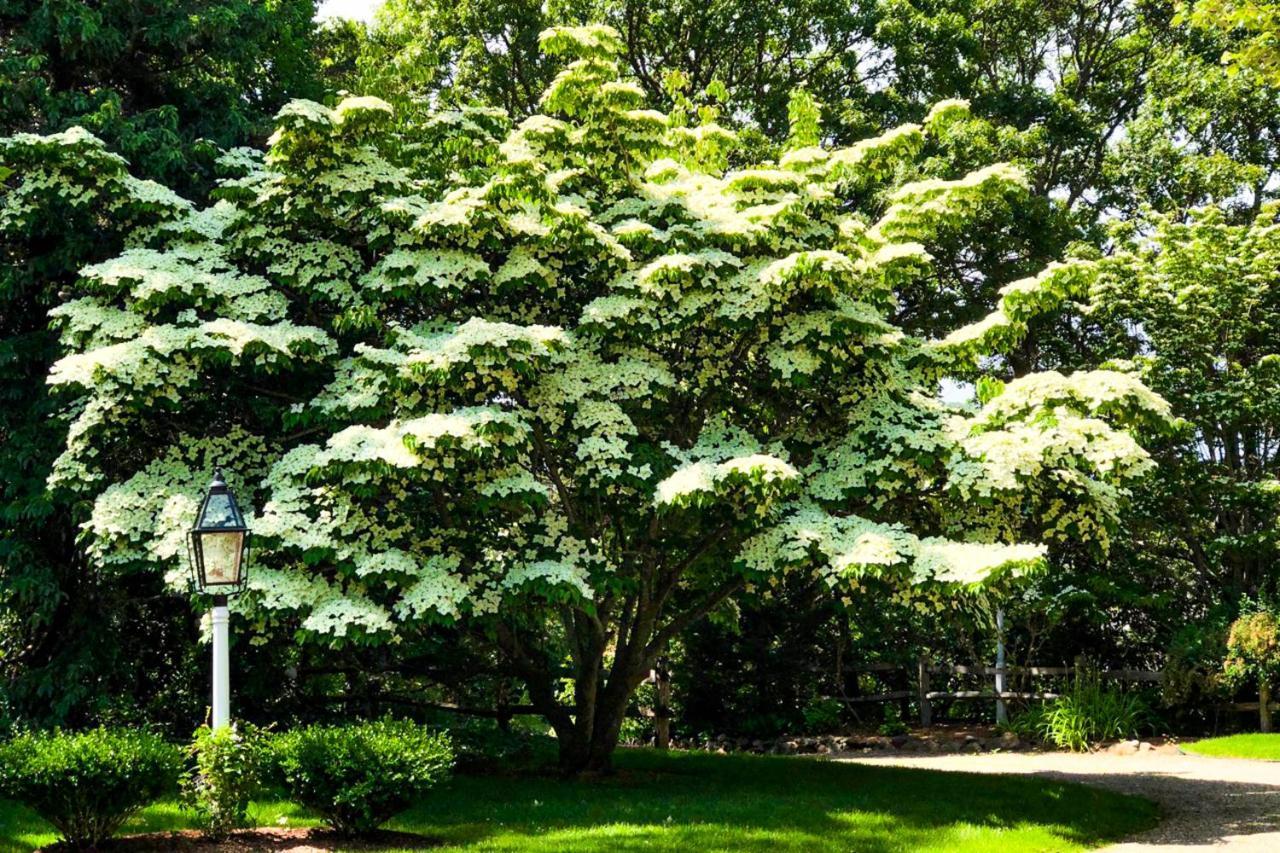 Lily Hill Villa Vineyard Haven Dış mekan fotoğraf